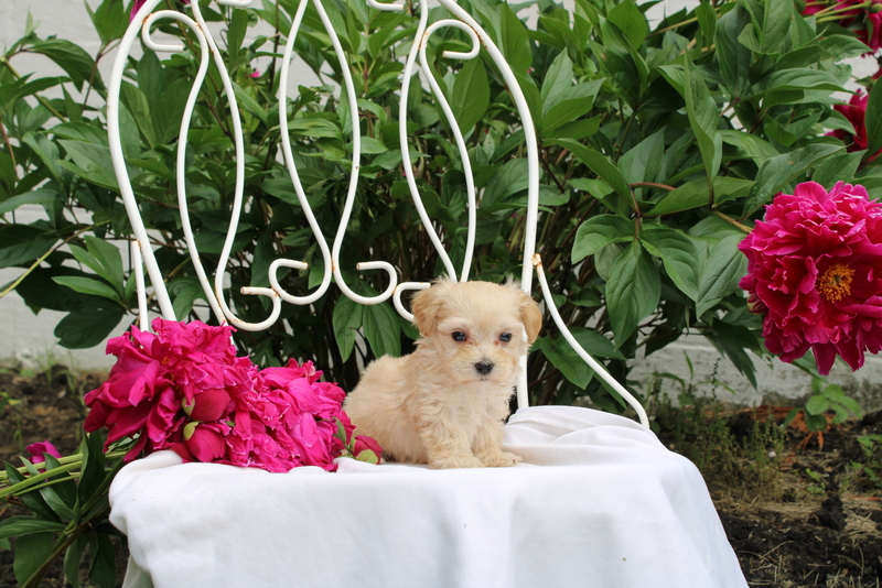 puppy, for, sale, Maltipoo, Matthew B. Stoltzfus, dog, breeder, Gap, PA, dog-breeder, puppy-for-sale, forsale, nearby, find, puppyfind, locator, puppylocator, aca